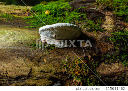 brown bear bread mushroom with white borders and green moss in the forest - Ganoderma applanatum brown bear bread mushroom with white borders and green moss in the forest - Ganoderma applanatum 115051462