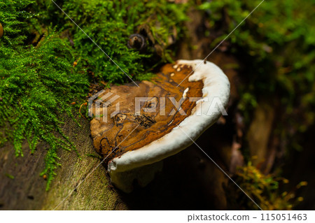 brown bear bread mushroom with white borders and green moss in the forest - Ganoderma applanatum brown bear bread mushroom with white borders and green moss in the forest - Ganoderma applanatum 115051463