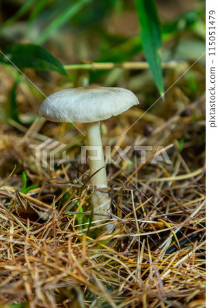Lentil shanklet, also called appleseed coincap mushroom, Collybia tuberosa 115051479