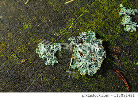 A close up of lichen Hypogymnia physodes on a old tree branch A close up of lichen Hypogymnia physodes on a old tree branch 115051481
