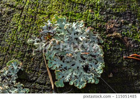A close up of lichen Hypogymnia physodes on a old tree branch 115051485