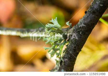 A close up of lichen Hypogymnia physodes on a old tree branch 115051490