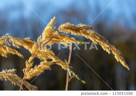 Inflorescence of wood small-reed Calamagrostis epigejos on a meadow Inflorescence of wood small-reed Calamagrostis epigejos on a meadow 115051500