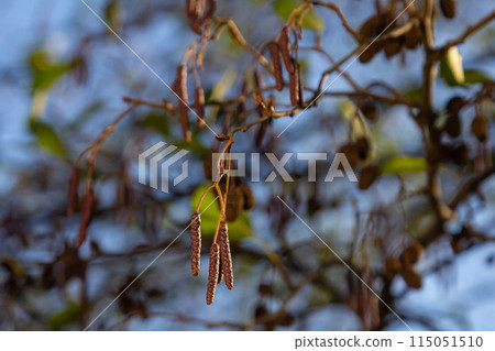 Speckled alders spread their seed through cone-like structures 115051510