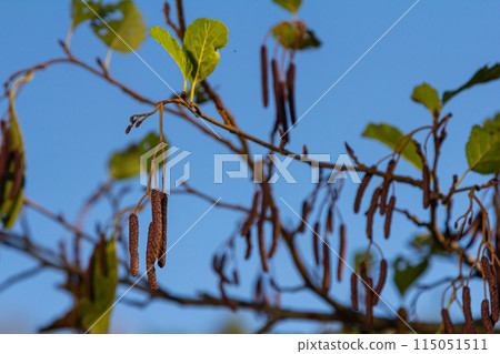 Speckled alders spread their seed through cone-like structures 115051511