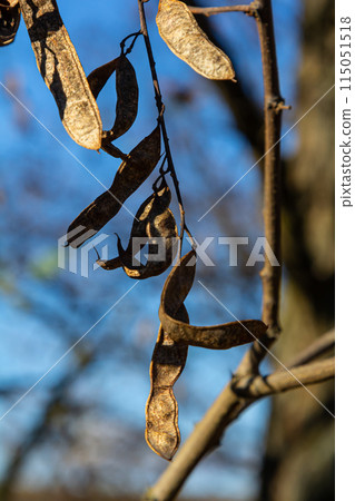 Close up of a brown color 'Robinia pseudoacacia' seed pod against a bright nature background Close up of a brown color 'Robinia pseudoacacia' seed pod against a bright nature background 115051518