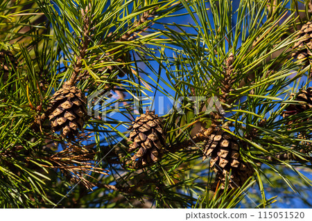 Close-up on a pretty pine cone hanging from its branch and surrounded by its green thorns. Pine cone, pine thorns, pine branch and blue sky Close-up on a pretty pine cone hanging from its branch and surrounded by its green thorns. Pine cone, pine thorns, pine branch and blue sky 115051520