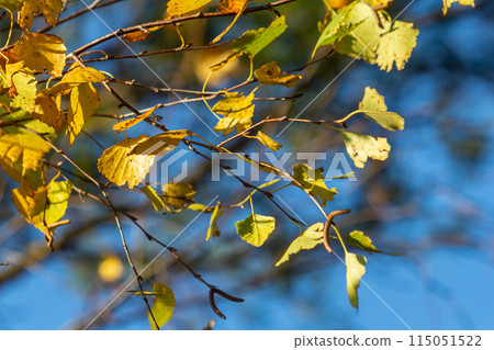 Nice colorful autumn leaves. Autumn, nice sunny day in the afternoon. Top of the tree canopy. Tall birch tree Nice colorful autumn leaves. Autumn, nice sunny day in the afternoon. Top of the tree canopy. Tall birch tree 115051522