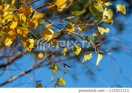 Nice colorful autumn leaves. Autumn, nice sunny day in the afternoon. Top of the tree canopy. Tall birch tree 115051523