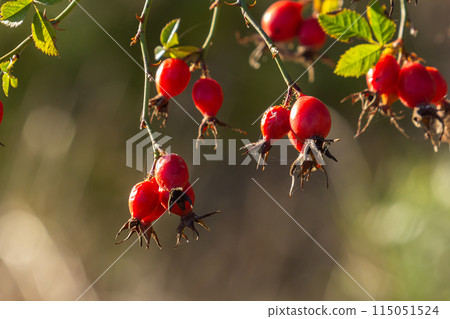Red rosehip berries on the branches. Romantic autumn still life with rosehip berries. Wrinkled berries of rosehip on a bush on late Fall. Hawthorn berries are tiny fruits that grow on trees 115051524