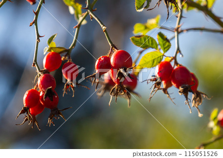 Red rosehip berries on the branches. Romantic autumn still life with rosehip berries. Wrinkled berries of rosehip on a bush on late Fall. Hawthorn berries are tiny fruits that grow on trees 115051526
