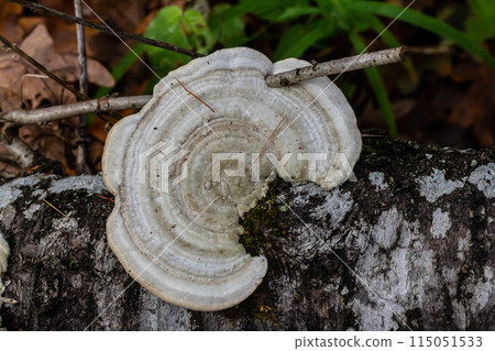 Fomes fomentarius mushroom on the trunk of an old poplar on a summer day Fomes fomentarius mushroom on the trunk of an old poplar on a summer day 115051533