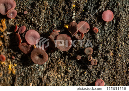 group much fungus on trunk Ascocoryne sarcoides 115051536