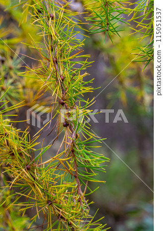 Yellow larch branch with a pine cone in autumn in a wet forest 115051537