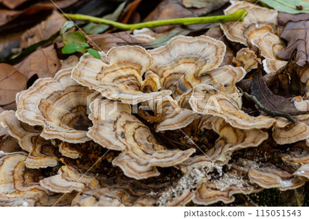 Trametes versicolor, also known as Polyporus versicolor, is a common polypore mushroom found throughout the world and also a well-known traditional medicinal mushroom growing on tree trunks 115051543