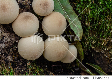 Set of Lycoperdon Perlatum mushrooms in the pine forest Set of Lycoperdon Perlatum mushrooms in the pine forest 115051545