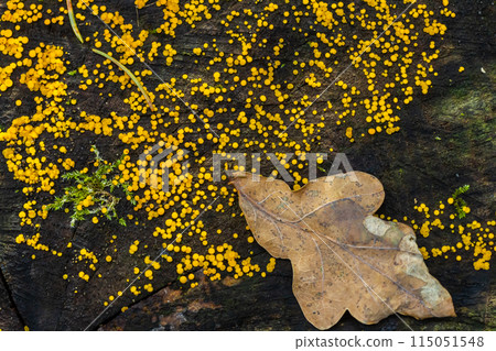 Lemon discos also called yellow fairy cup, Bisporella citrina 115051548