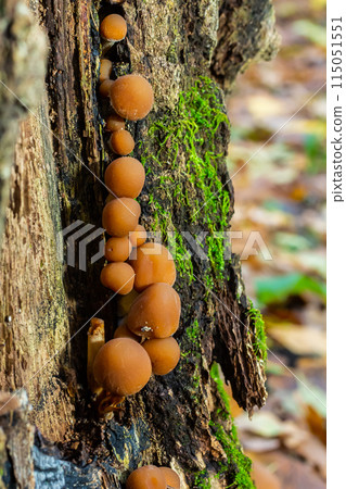 Psathyrella piluliformis Common Stump Brittlestem mushroom reddish-brown mushroom that grows steeply in groups, natural light Psathyrella piluliformis Common Stump Brittlestem mushroom reddish-brown mushroom that grows steeply in groups, natural light 115051551