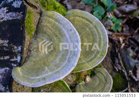 beautiful trametes versicolor mushroom well detailed 115051553