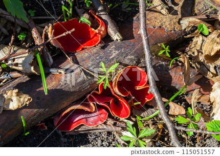 Spring edible red mushrooms Sarcoscypha grow in forest. close up. sarcoscypha austriaca or Sarcoscypha coccinea - mushrooms of early spring season, known as Scarlet elf cup. fresh fungus picking 115051557