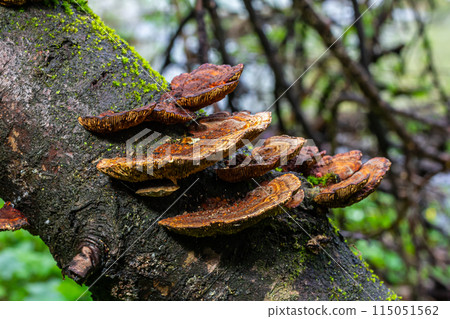 Anise mazegill, a brown rot fungus, Gloeophyllum odoratum 115051562