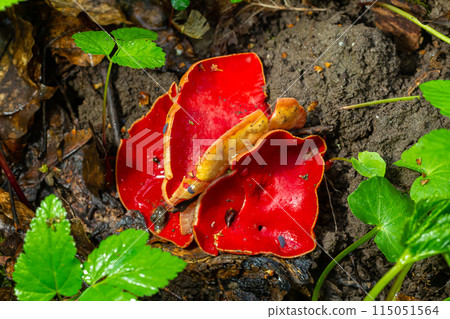Spring edible red mushrooms Sarcoscypha grow in forest. close up. sarcoscypha austriaca or Sarcoscypha coccinea - mushrooms of early spring season, known as Scarlet elf cup. fresh fungus picking Spring edible red mushrooms Sarcoscypha grow in forest. close up. sarcoscypha austriaca or Sarcoscypha coccinea - mushrooms of early spring season, known as Scarlet elf cup. fresh fungus picking 115051564