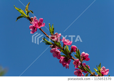 Detail of the flower of a peach tree in spring Detail of the flower of a peach tree in spring 115051570