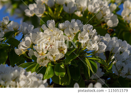 Branch of blooming pear tree . White flowers on a pear tree. Spring background 115051579