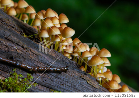 inedible fungus grows in forests, Central Europe, Mycena renati 115051582