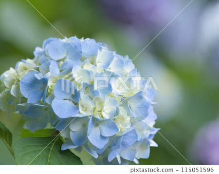 Blue hydrangea Blue hydrangea 115051596