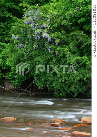 Wisteria flowers and a clear stream that stand out against the fresh greenery 115051816