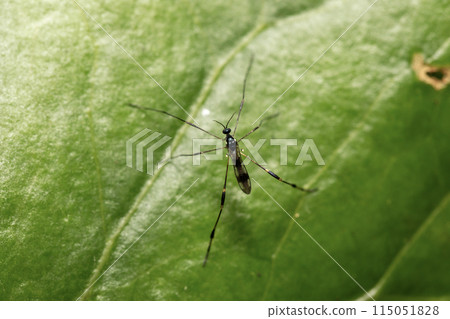 Misuzu Gagambo 115051828