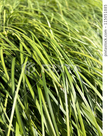 關所的特寫 關所的特寫 115051885