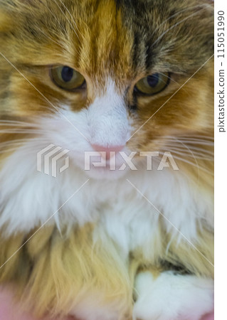 Norwegian Forest Cat face close-up 115051990