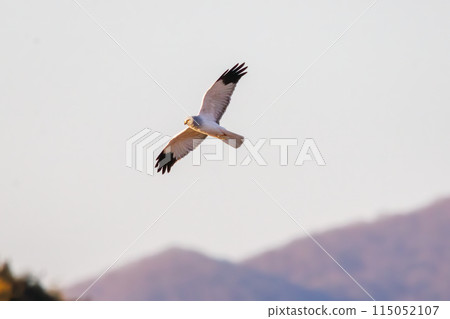 一隻美麗的灰鷹（鷹科）飛過蘆葦床去捕獵。  日本栃木縣栃木市渡良瀨水庫 115052107