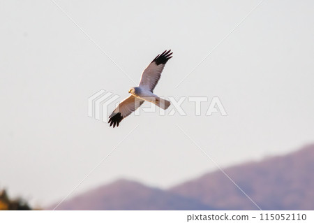 A beautiful northern harrier (Accipitridae) soaring over the reeds to hunt in the Watarase Reservoir, Tochigi City, Tochigi Prefecture, Japan. 115052110