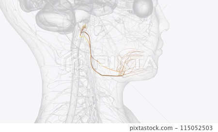 CN XII hypcglossal nerve 3d CN XII hypcglossal nerve 3d 115052503