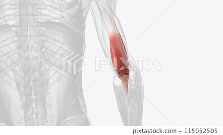 The brachialis (brachialis anticus), also known as the Teichmann muscle, is a muscle in the upper arm that flexes the elbow The brachialis (brachialis anticus), also known as the Teichmann muscle, is a muscle in the upper arm that flexes the elbow 115052505