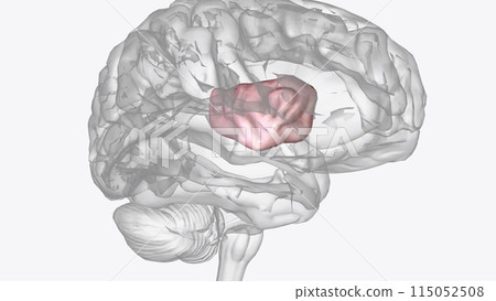 The right anterior insula is engaged in interoceptive awareness of homeostatic emotions such as thirst, pain and fatigue, and the ability to time one's own 115052508
