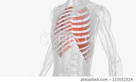 Innermost intercostals comprise the third and deepest layer of intercostal muscles 115052524