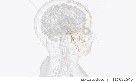 The trigeminal nerve, CN V, is the fifth paired cranial nerve. It is also the largest cranial nerve The trigeminal nerve, CN V, is the fifth paired cranial nerve. It is also the largest cranial nerve 115052540