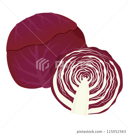 Illustration of purple cabbage 115052563