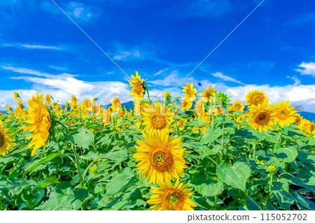 [Summer material] Akeno sunflower field and blue sky [Yamanashi Prefecture] 115052702