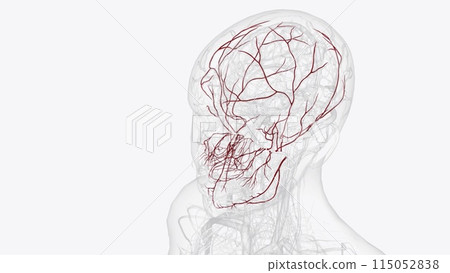 The maxillary artery is a branch of the external carotid artery and supplies many structures on the face The maxillary artery is a branch of the external carotid artery and supplies many structures on the face 115052838