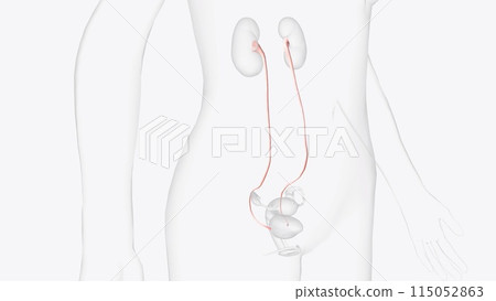 The ureters are bilateral thin (3 to 4 mm) tubular structures that connect the kidneys to the urinary bladder 115052863