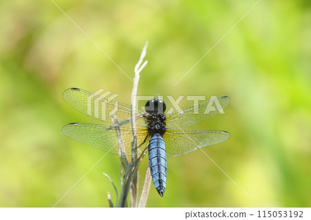 Harassettes (male) Harassettes (male) 115053192