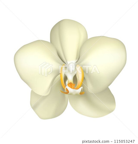 Tropical orchid realistic isolated. Beautiful white exotic flower. Vector illustration 115053247