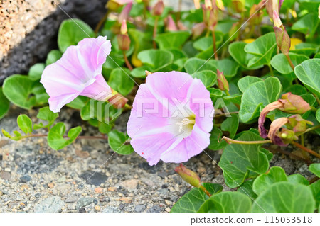 Day laurels blooming on the coast 115053518