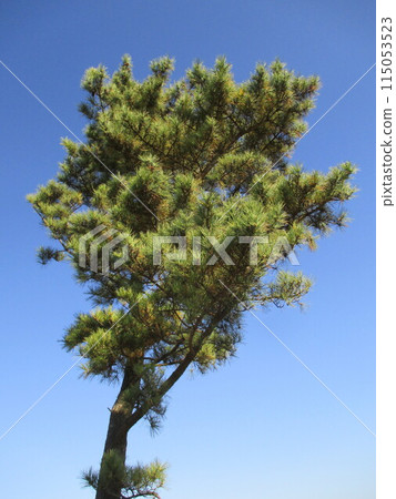 熊本縣阿蘇郡南小國町的發電廠押石山上的一棵松樹 115053523