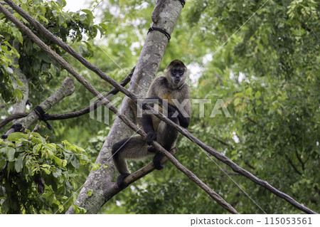 杰弗裡蜘蛛猴 115053561